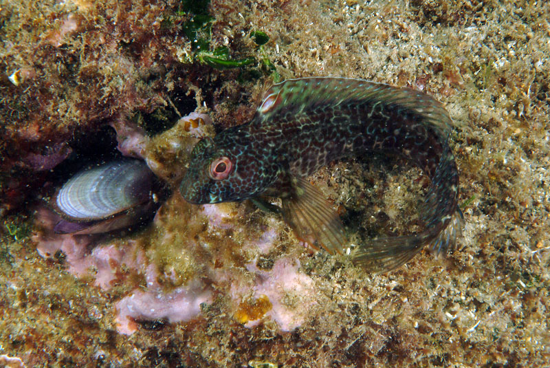 Livree di Parablennius pilicornis